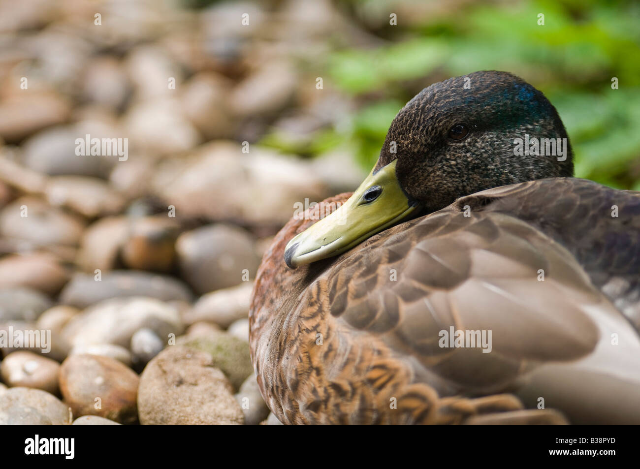 Mallard Anus platyrhynchos Duck taking a nap by the side of a pond Stock Photo
