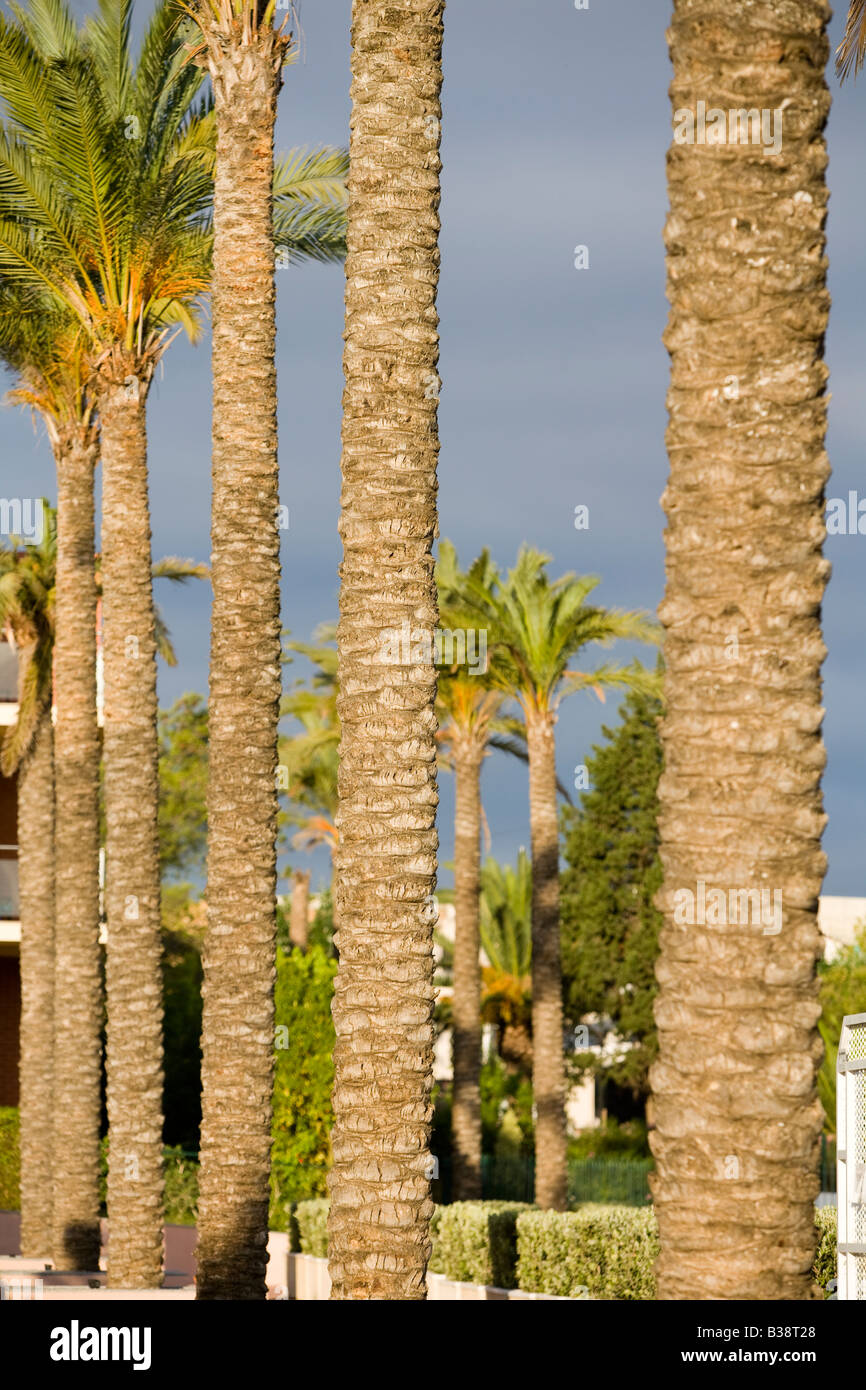 Many trees hi-res stock photography and images - Alamy