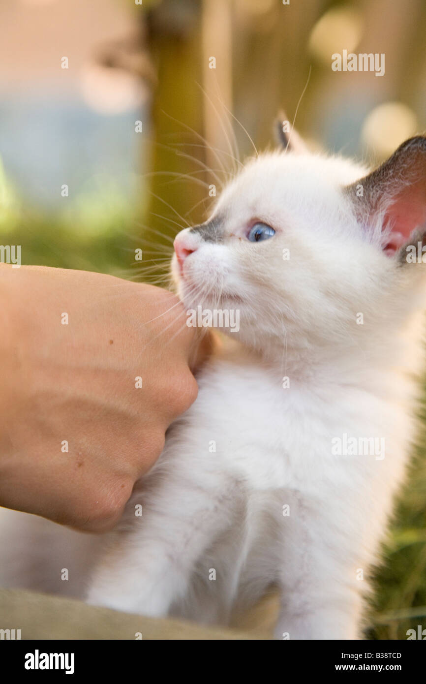Cute 2 month old white kitten with black mark on nose being stroked