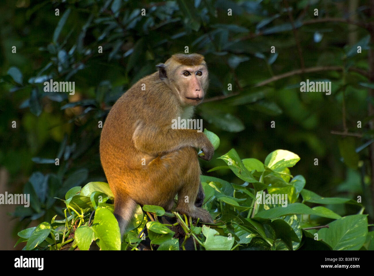 Monkey Sri Lanka Stock Photo