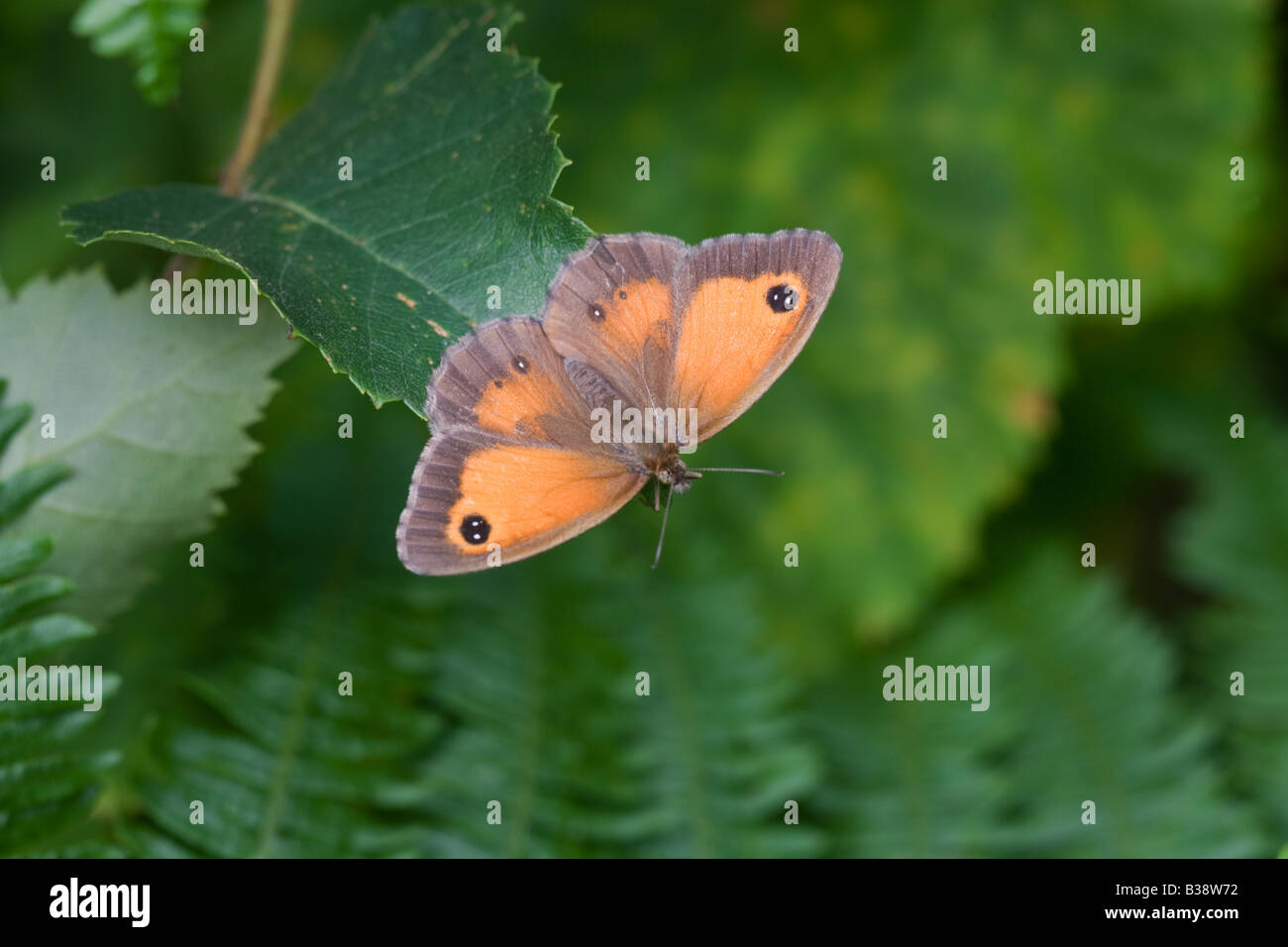 Gatekeeper Pyronia tithonus adult butterfly at rest on a leaf Stock ...