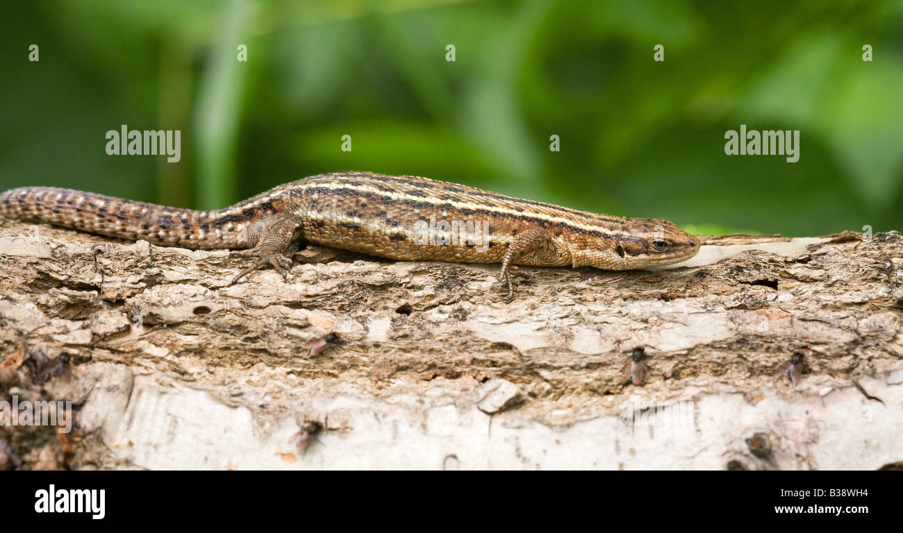 Common Lizard Lacerta vivipara adult female 'sunning' on a log Stock Photo