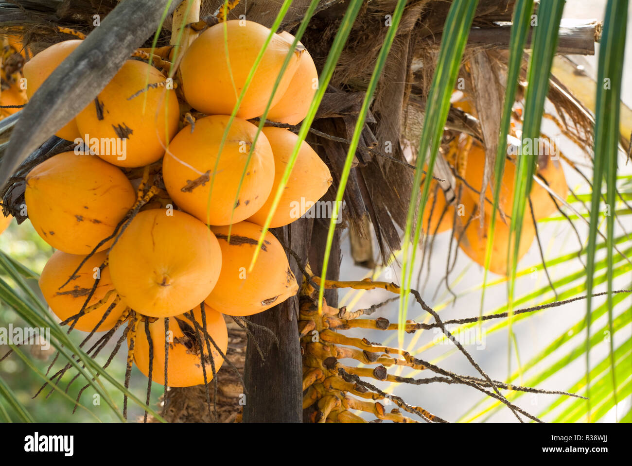 Coconuts, Sri Lanka Stock Photo