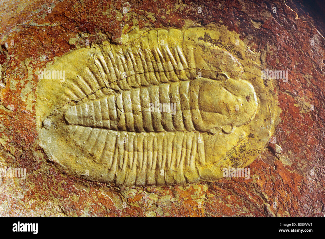 Cambrian trilobite Niobella homfrayi smithi Stock Photo