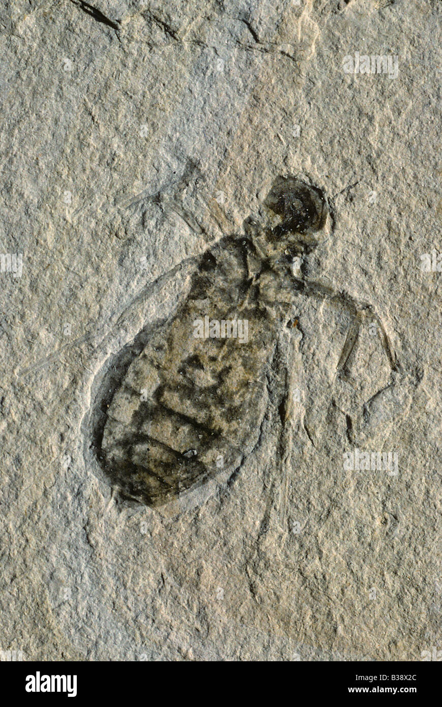 Fossilized nymph of dragonfly Libulella doris Upper Miocene Italy Stock Photo