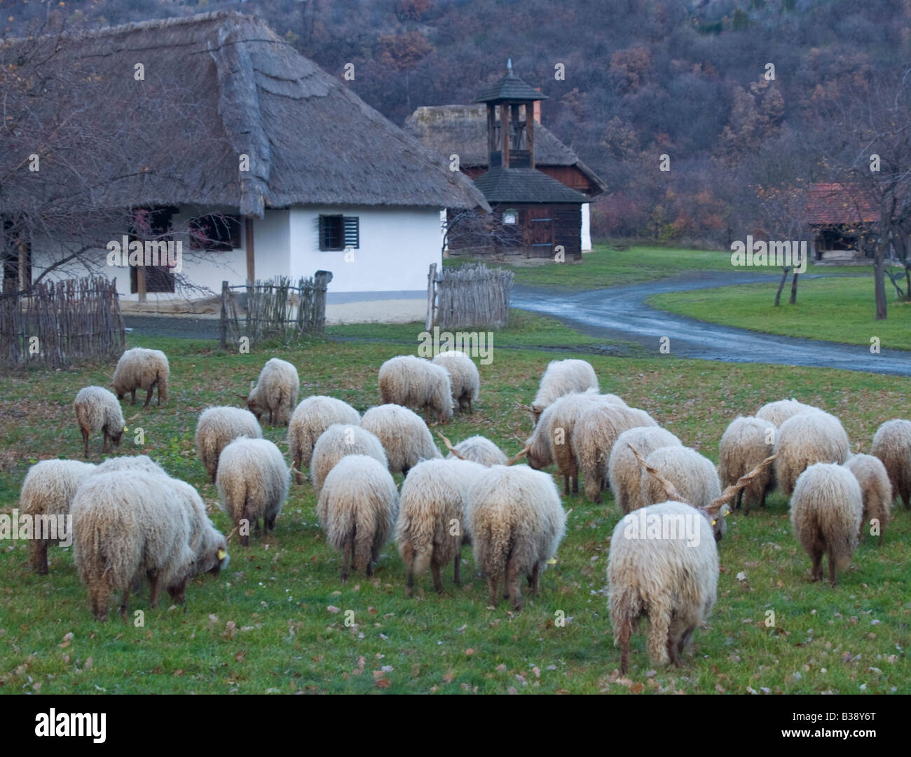 A herd of Merino sheep at Open Air Folk Museum - Szentendre, Hungary Stock Photo