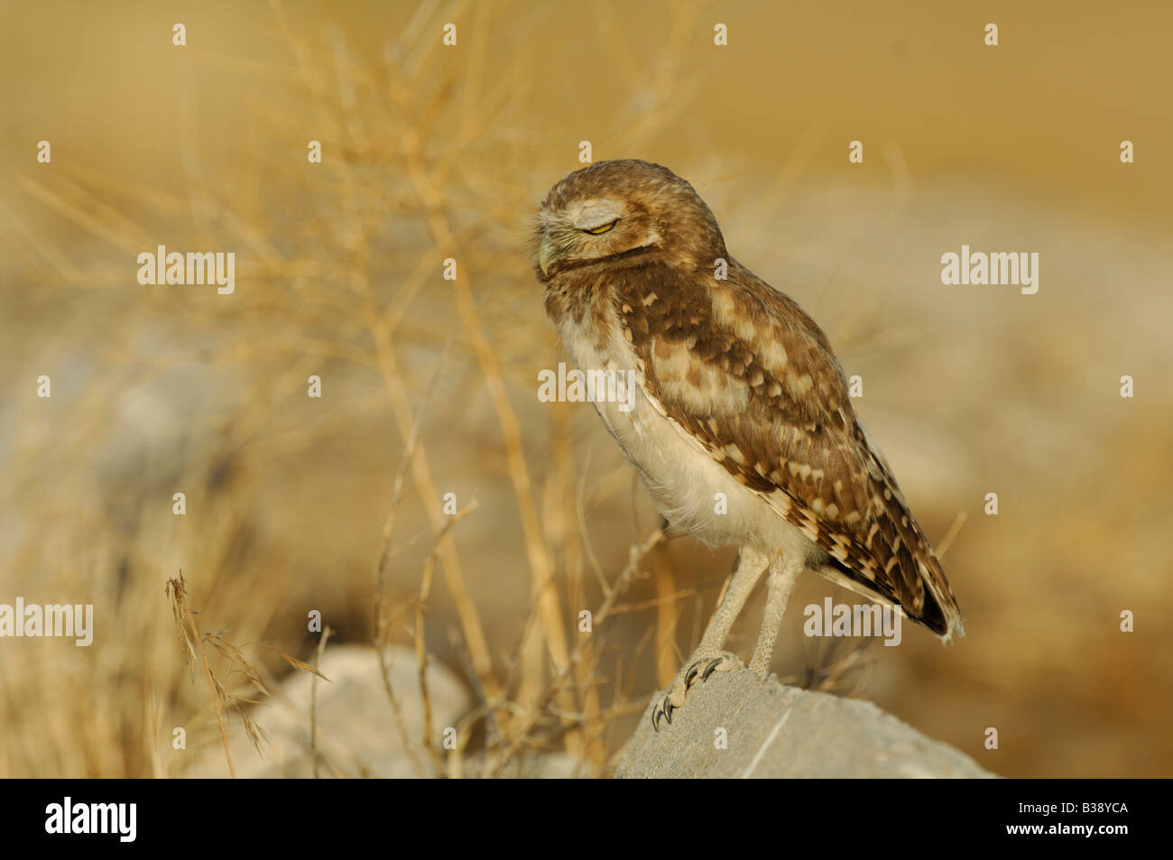 Stock photo of a juvenile burrowing owl standing on a rock with eyes