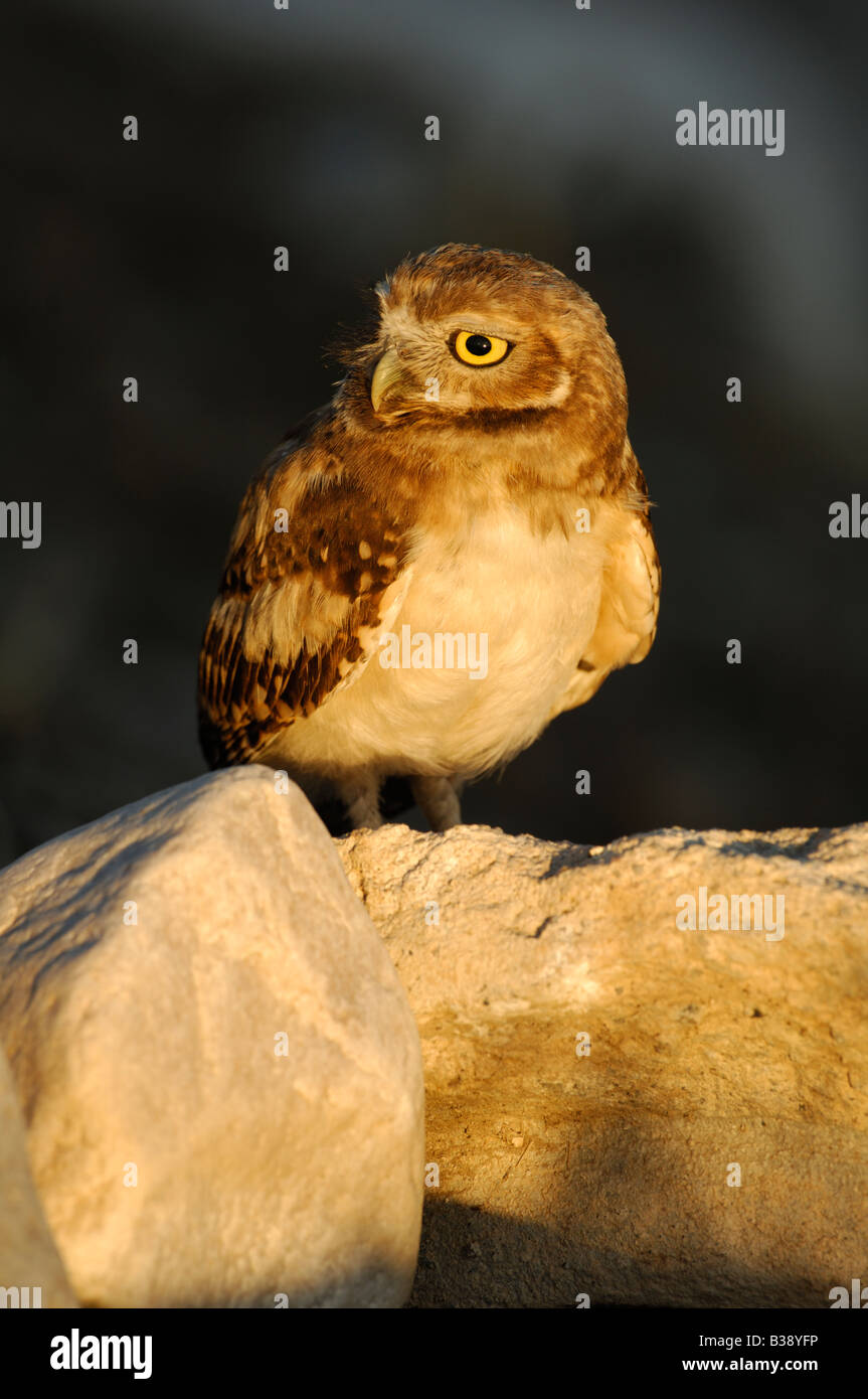 Stock photo of a juvenile burrowing owl sitting on a rock at sunset, Great Salt Lake, Utah Stock