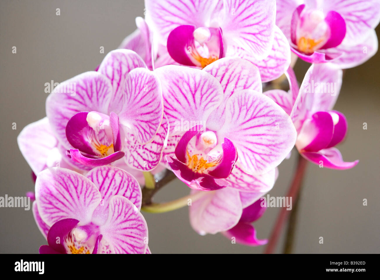 Orchideen Blueten, blooming orchid Stock Photo