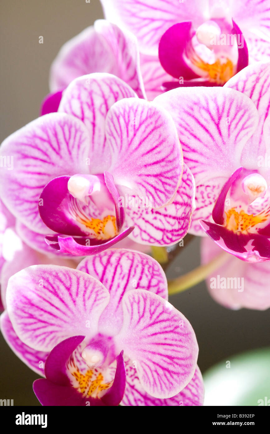Orchideen Blueten, blooming orchid Stock Photo