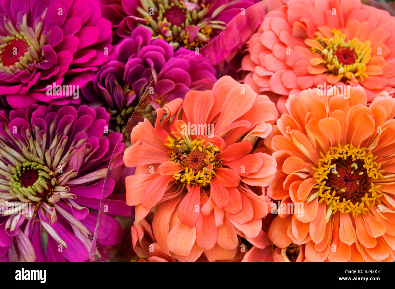 Flowers wrapped in plastic hi-res stock photography and images - Alamy