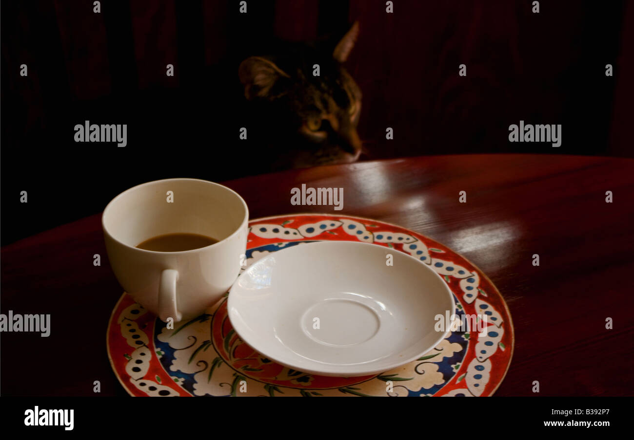 A cat sits at a kitchen table Stock Photo - Alamy