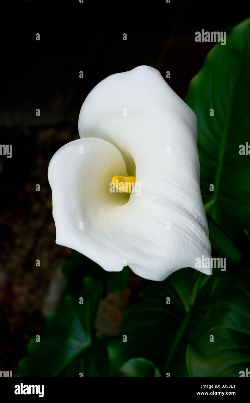 A white lily Stock Photo - Alamy