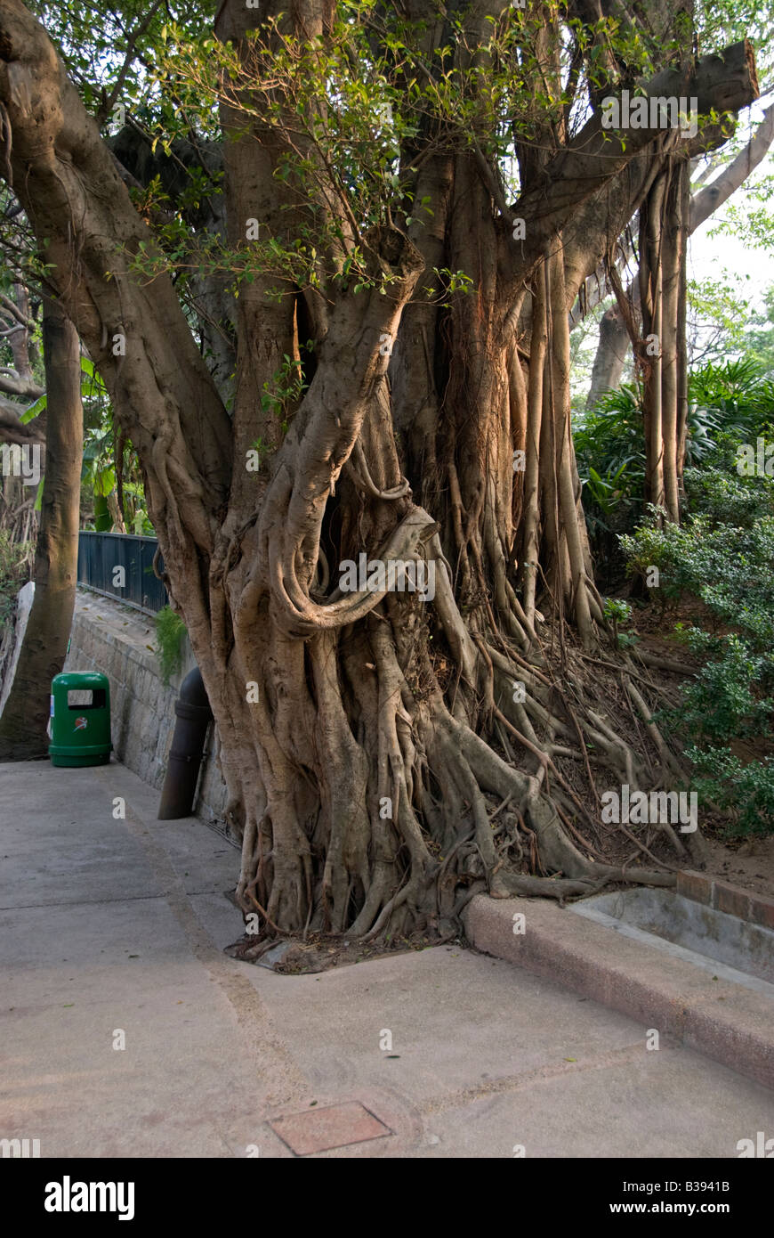 Chinese Banyan tree: Ficus microcarpa.  Hong Kong, China Stock Photo