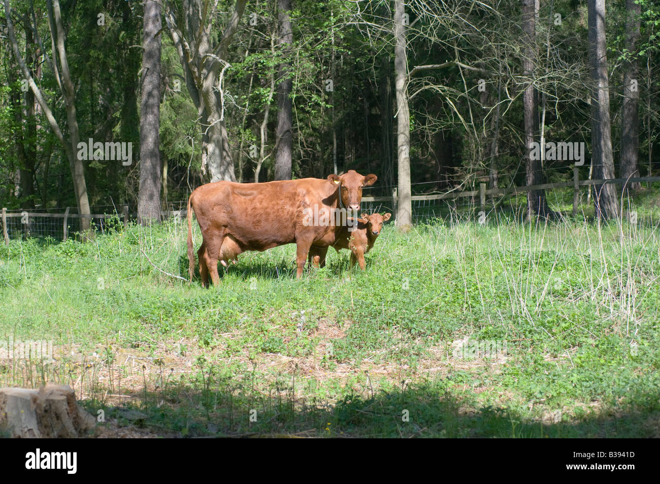 Cow with her calf Stock Photo Alamy