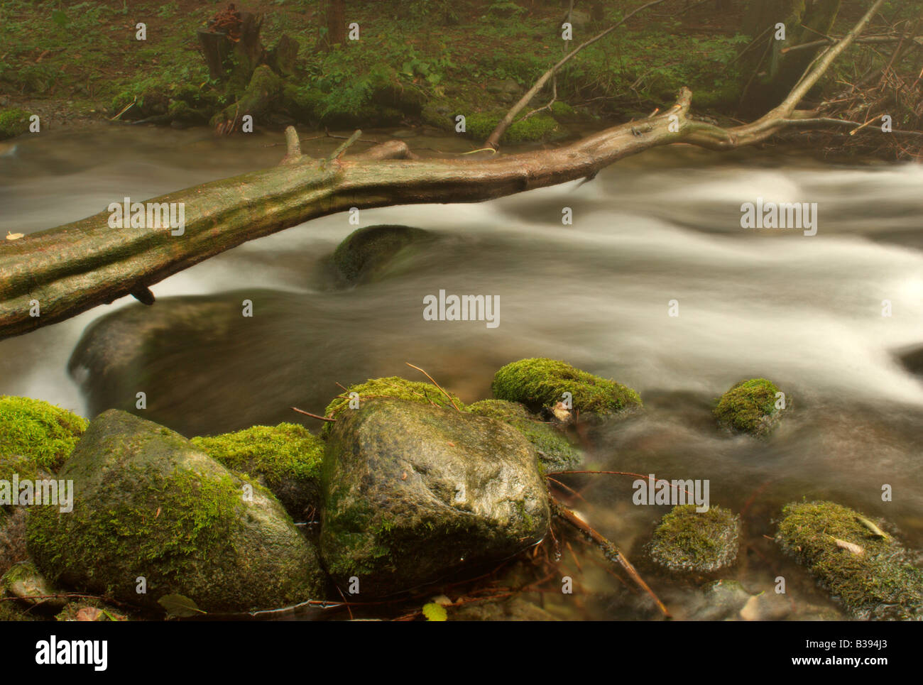 Flowing watter of a creek with fallen trunk detail Stock Photo