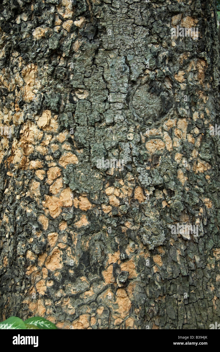Lebbeck Tree: Albizia lebbeck. bark. Hong Kong China Stock Photo