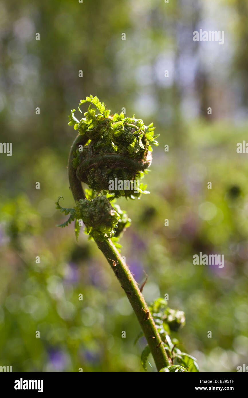 new fern growing in a forest in spring with the plant just about to unwind, Scotland Stock Photo