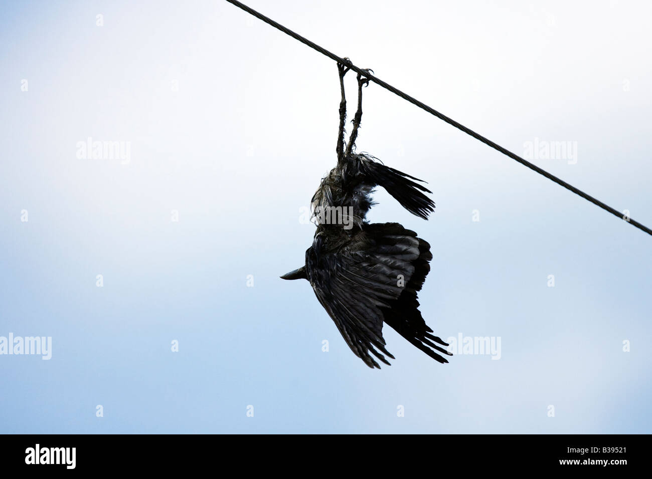 Rabenkrähe Carrion crow Corvus corone dead hanging on power supply line