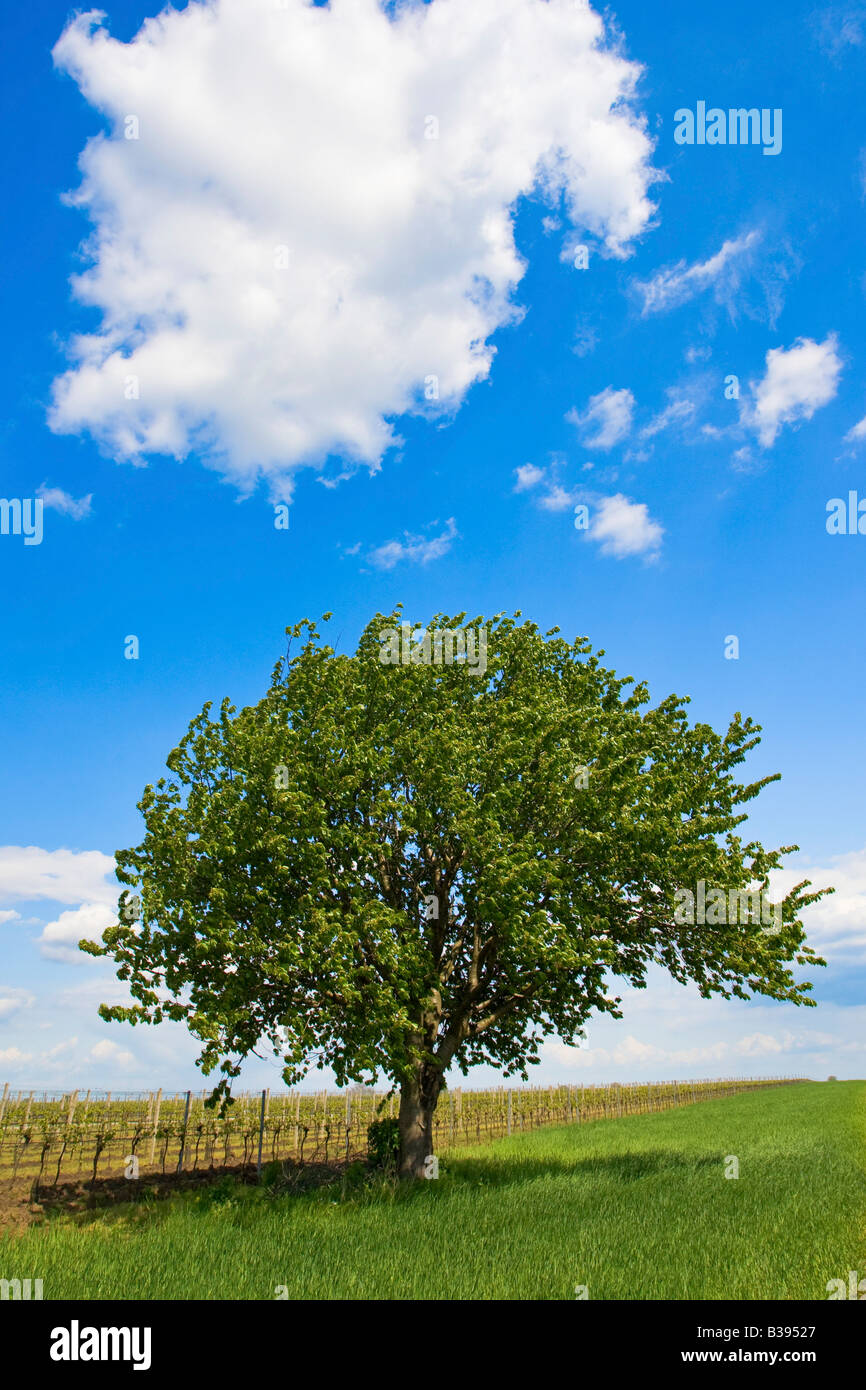 Lone tree on a field against a blue sky Stock Photo