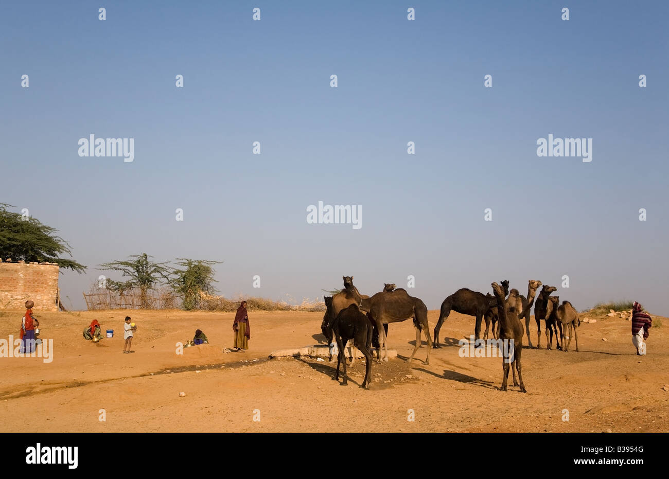 India Rajasthan camels dromedars at watering place water pump 2008 Stock Photo