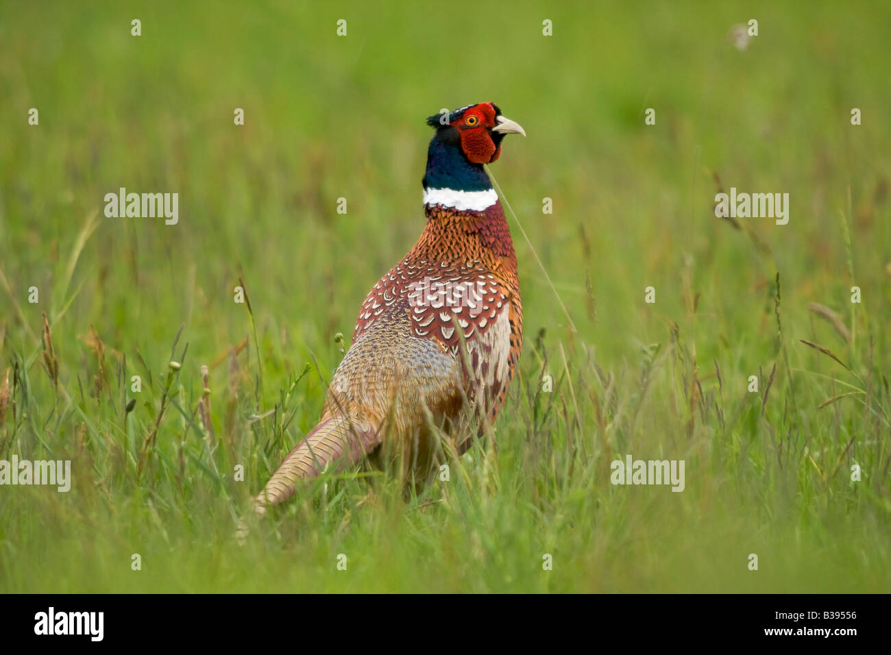 Pheasant in a field Stock Photo - Alamy