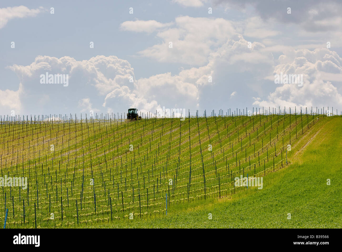 Vineyard landscape against an oncoming thunderstorm Stock Photo