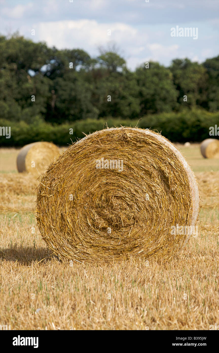 Round Bales Of Wheat Straw Stock Photo Alamy