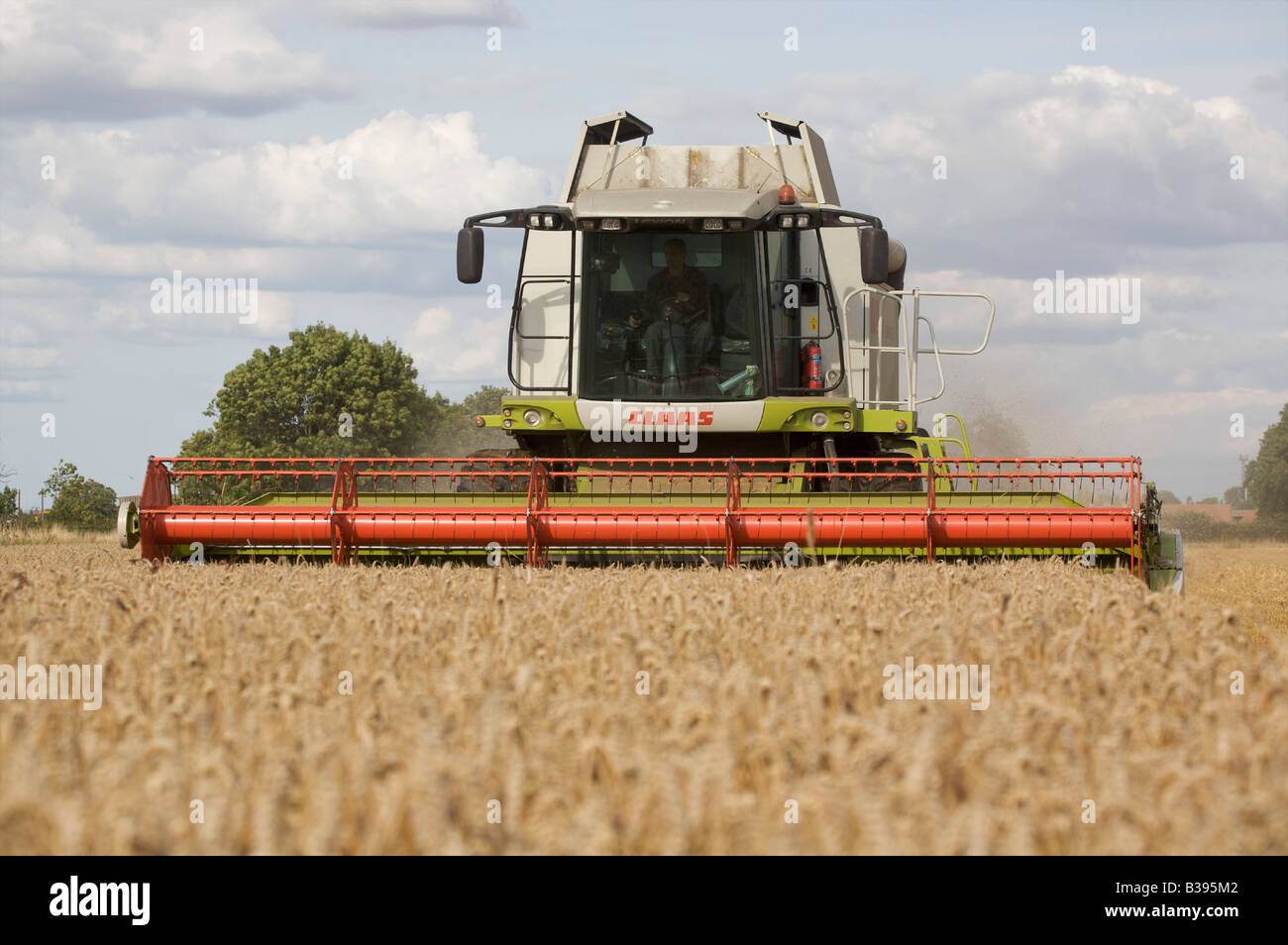 Claas Combine Harvesting Winter Wheat Stock Photo - Alamy