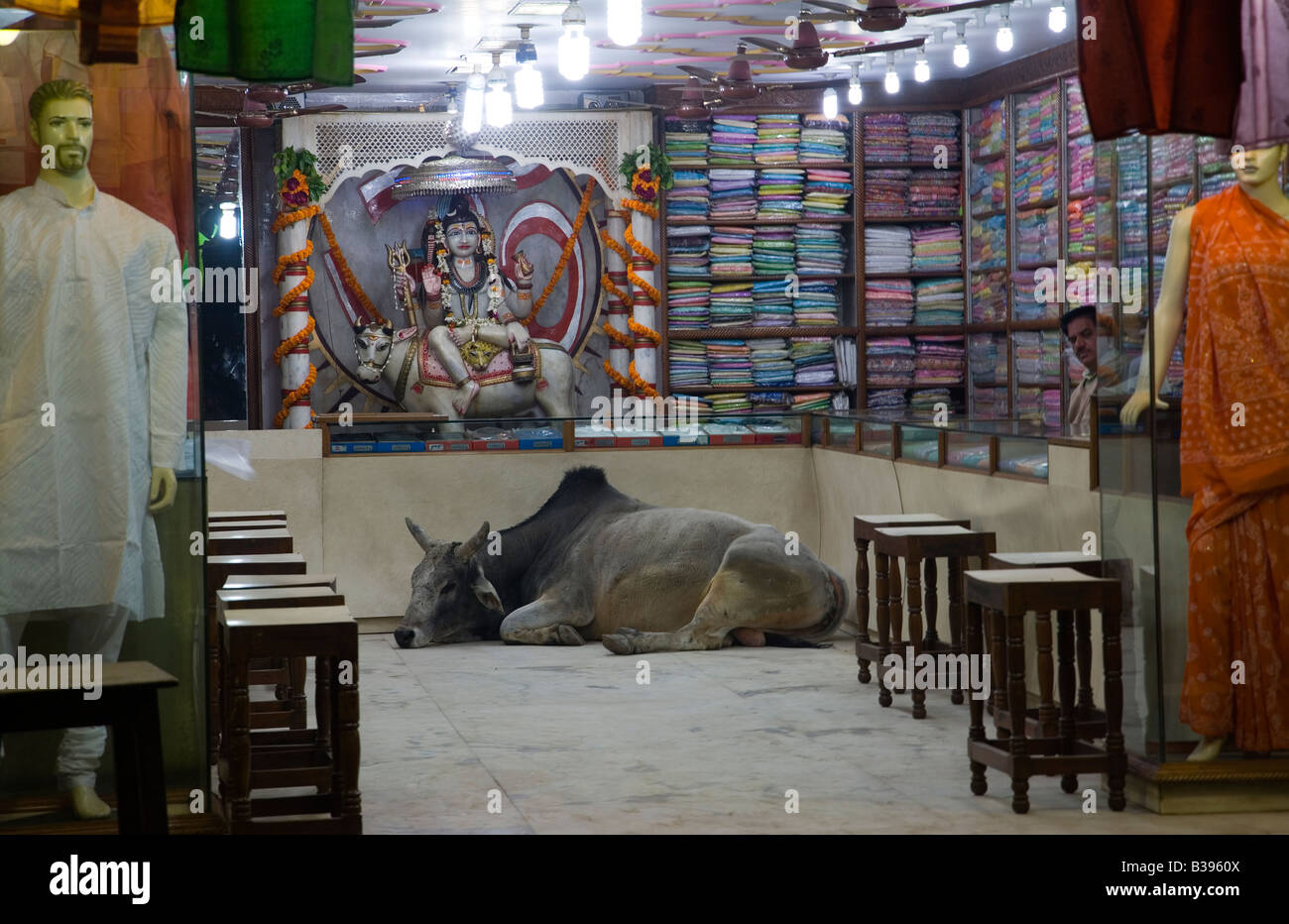 India Varanasi textiles shop with holy bull Shiva s Nandi 2008 Stock