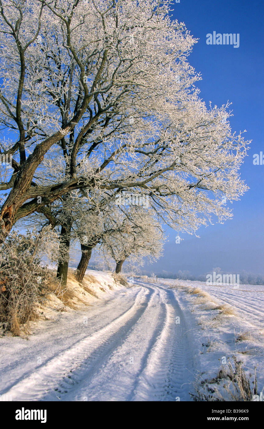 Winter - Snow on road and trees in winter Stock Photo
