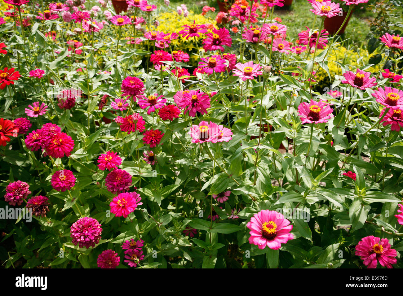 Zinnia  flowers Stock Photo