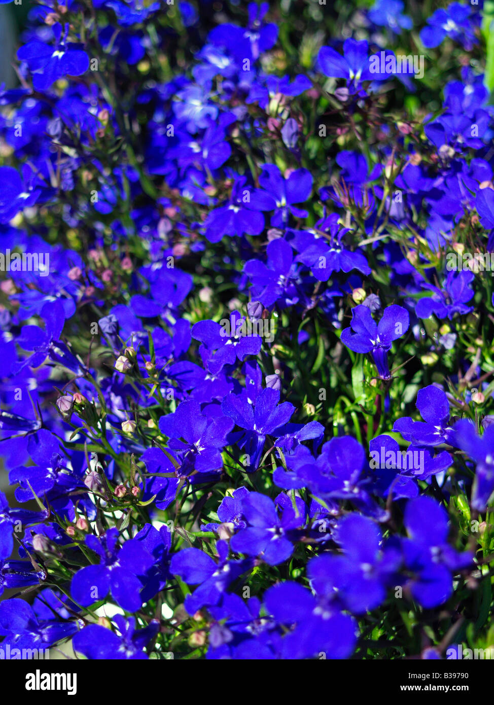 Maennertreu, Lobelia erinus, garden lobelia Stock Photo