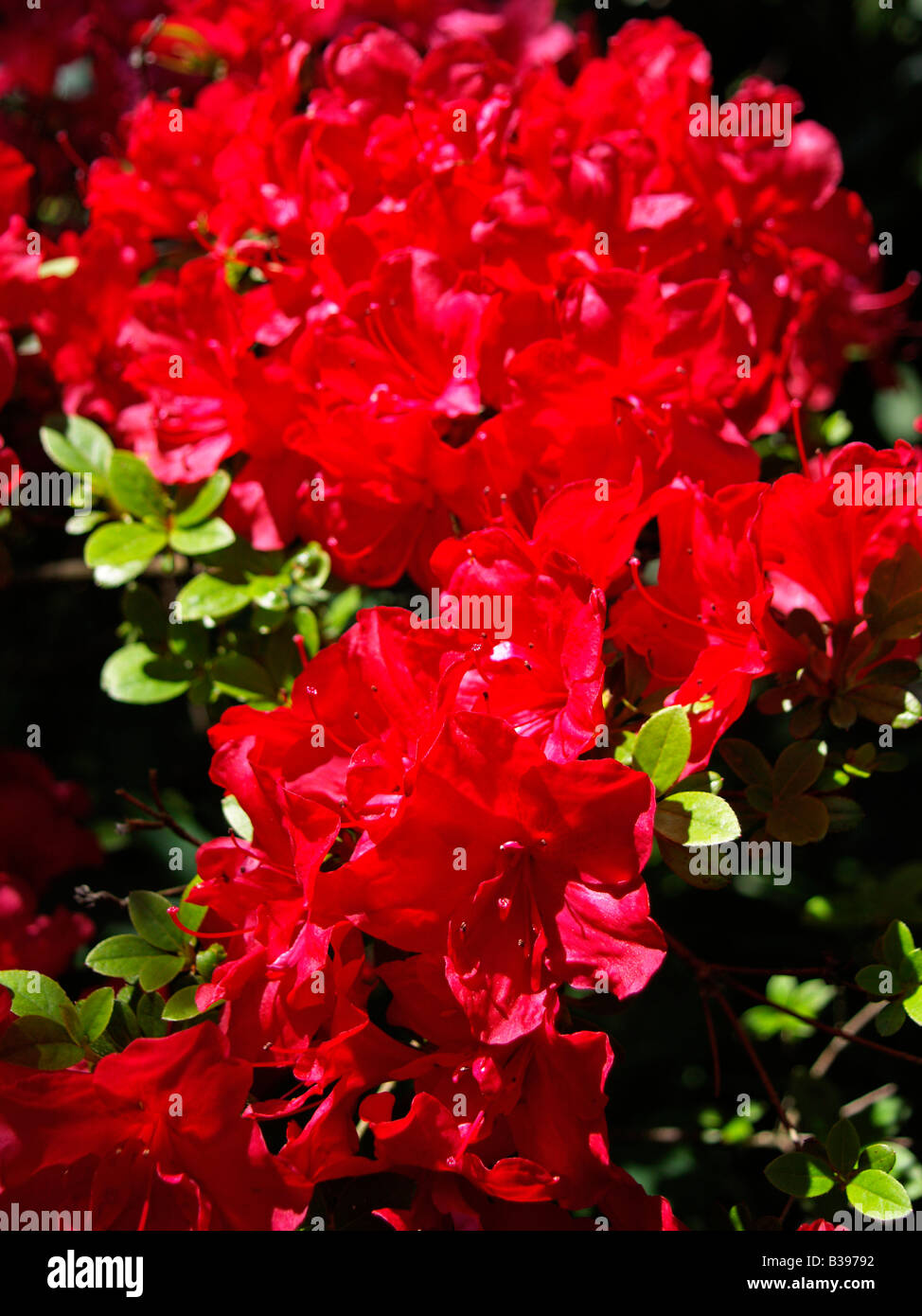 Azalee rot bluehend, Azalea red flowering Stock Photo