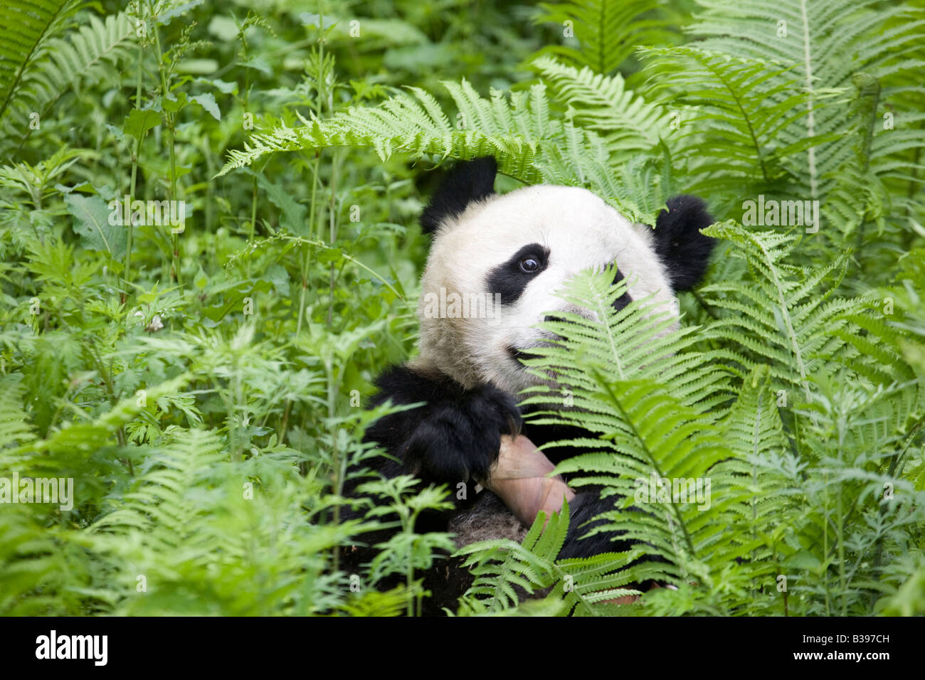 Giant Panda peering out from ferns, holding a piece of bamboo that the animal is eating in Wolong, Sichuan Province, China. Close up. Stock Photo