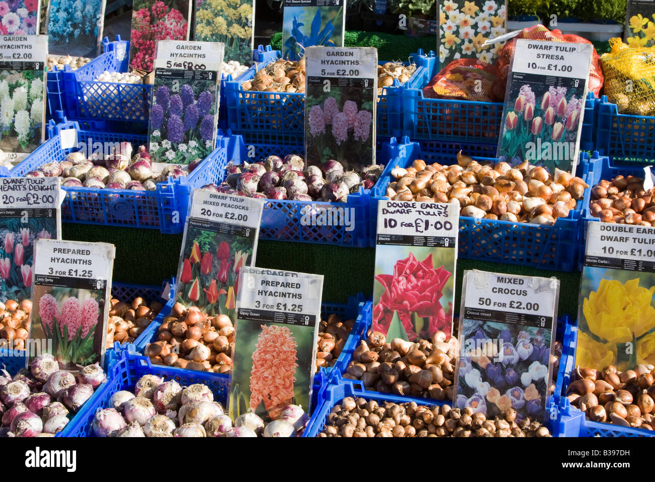 bulbs for sale Wisbech market place town centre and inland port in the Fenland area of Cambridgeshire. Stock Photo