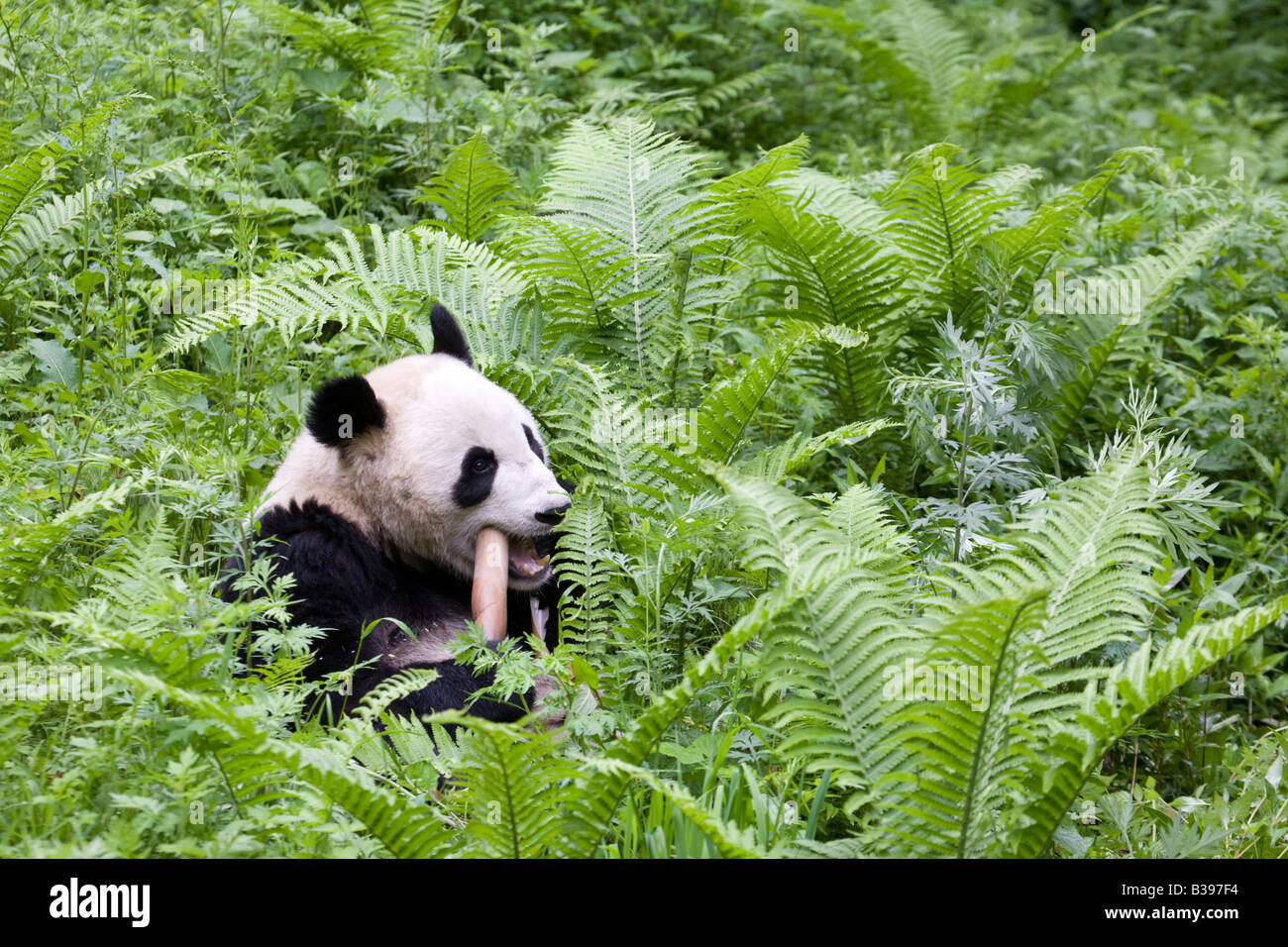 Giant Panda feeding on bamboo, Wolong, China Stock Photo
