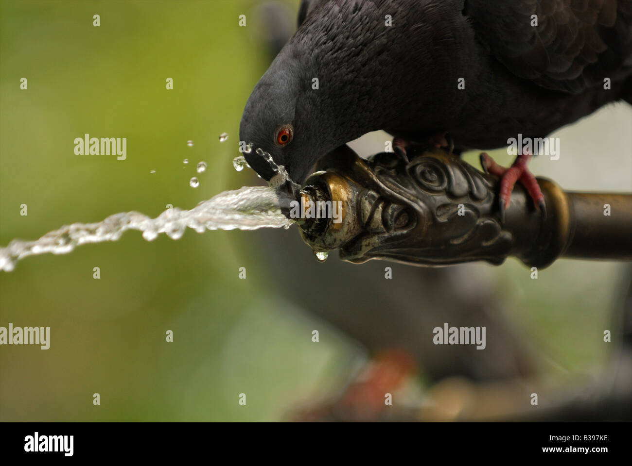 Bird at water fountain hires stock photography and images Alamy