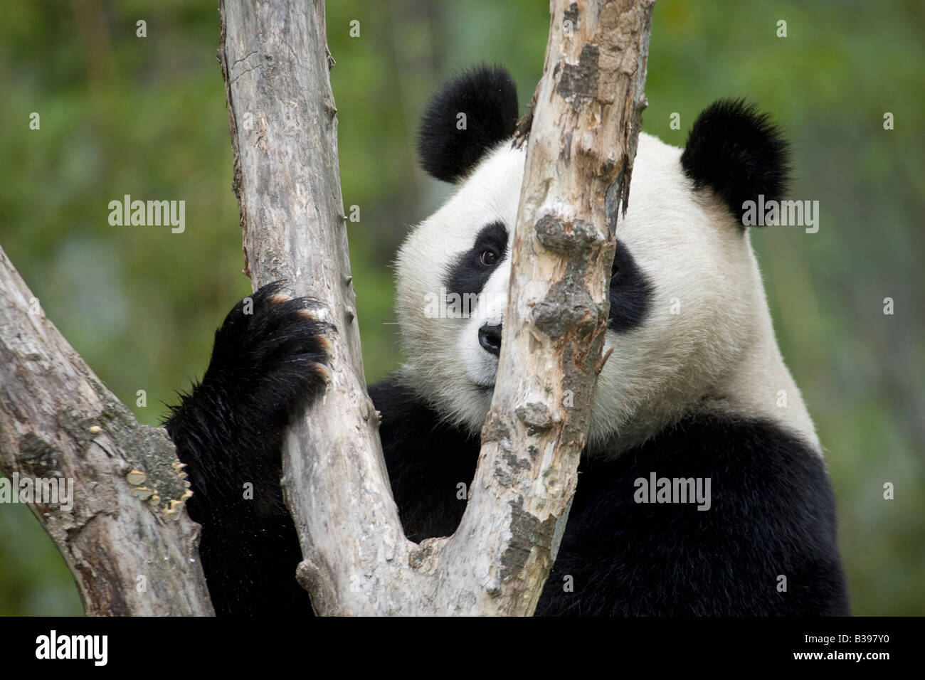 Giant Panda peering around a tree branch, Wolong, China Stock Photo