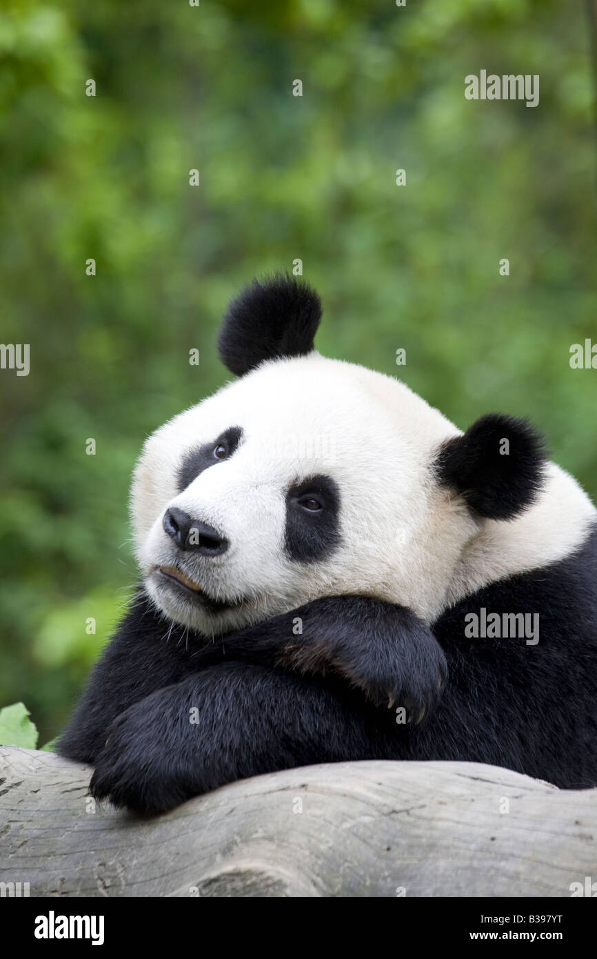 Giant Panda sleeping on a tree trunk. Wolong, China Stock Photo