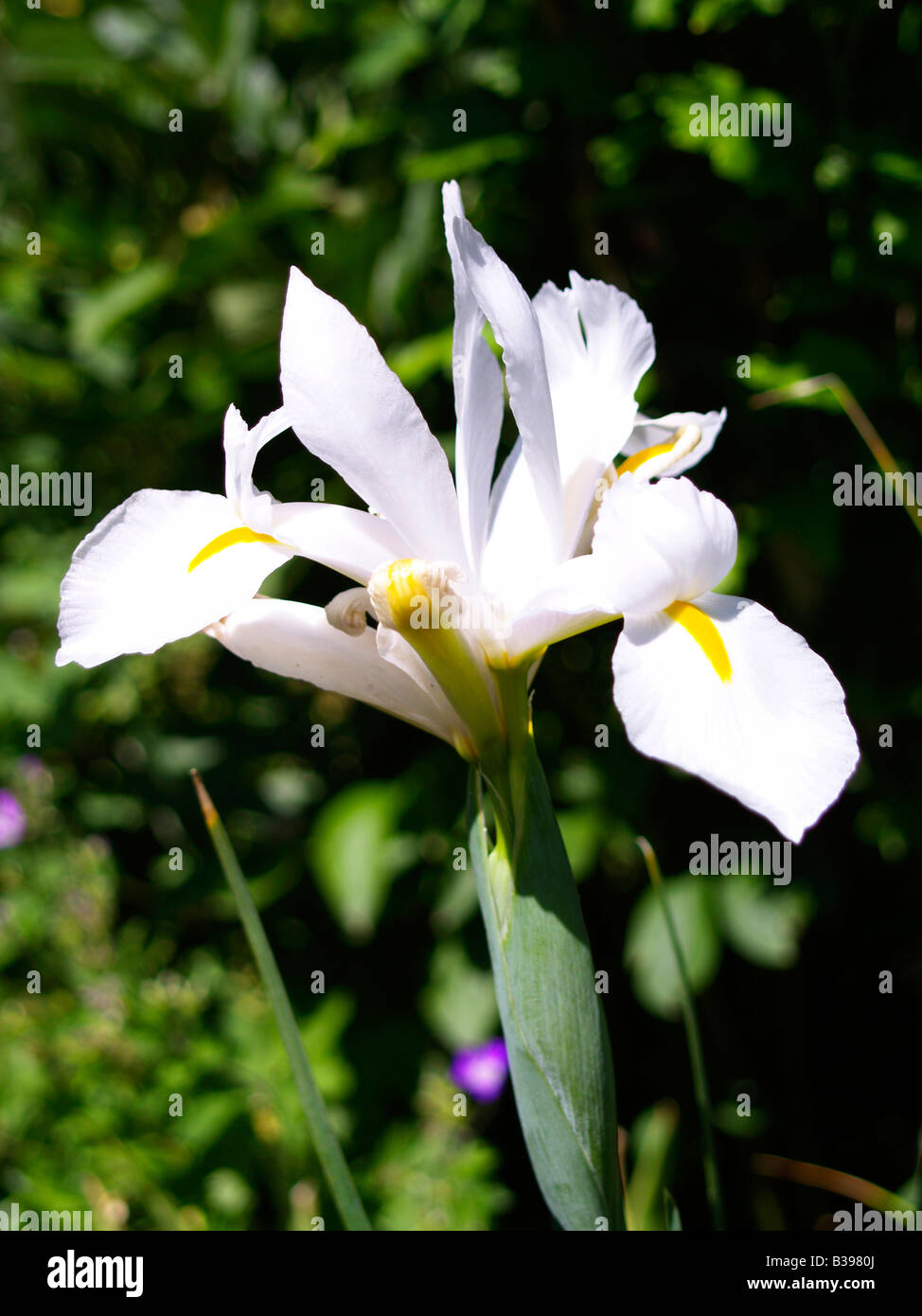 Weisse Iris, white iris hollandica Stock Photo