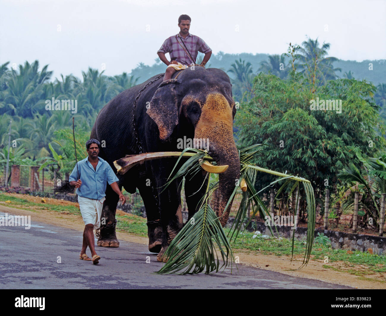 1114 Working elephant Kovalam Kerela State India Stock Photo Alamy
