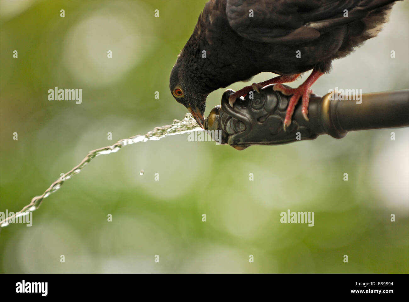 Pigeon drinking water from a fountain in Zurich on a Summers day Stock