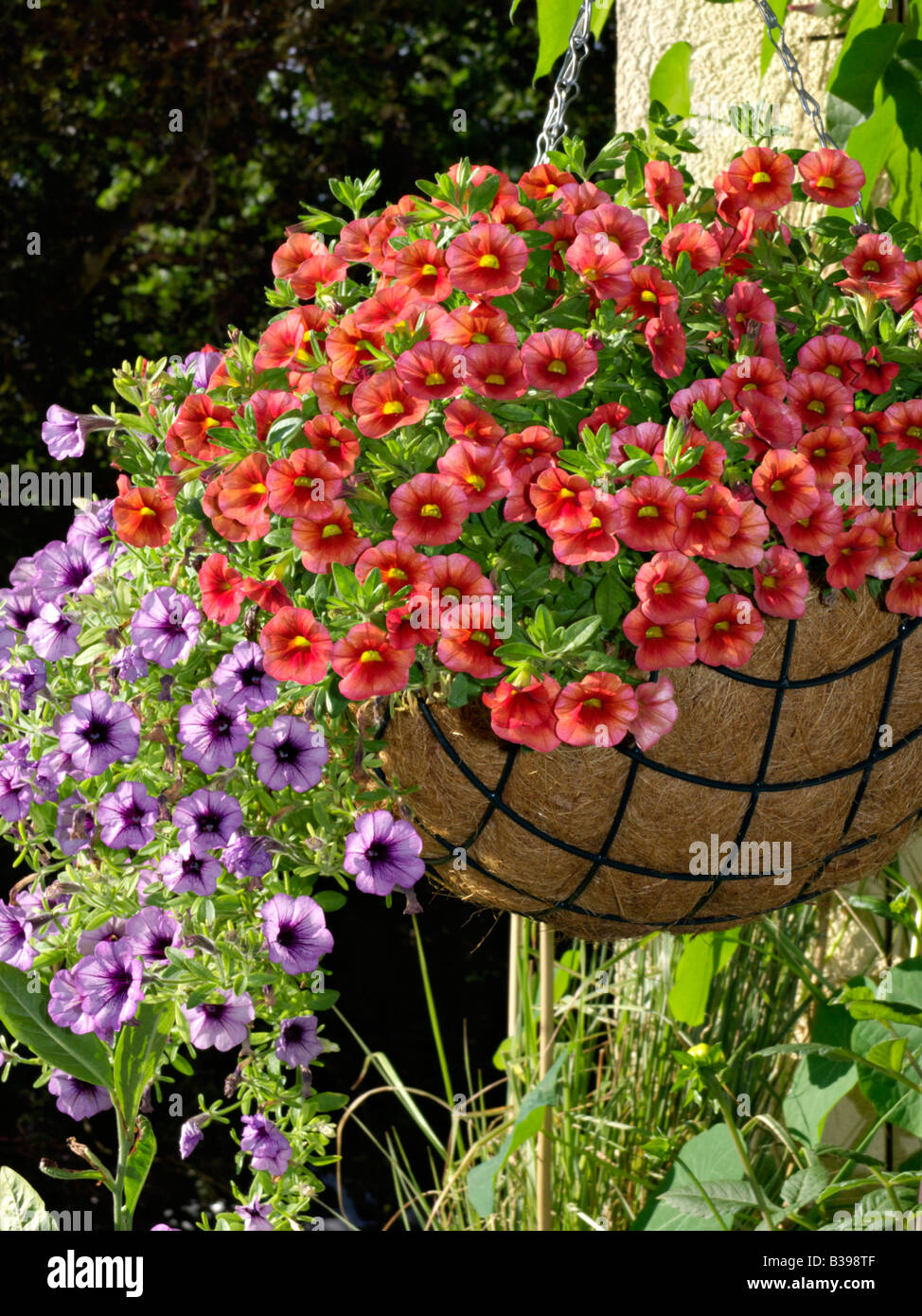 Calibrachoa Dream Kisses and petunias (Petunia) in a hanging basket Stock Photo