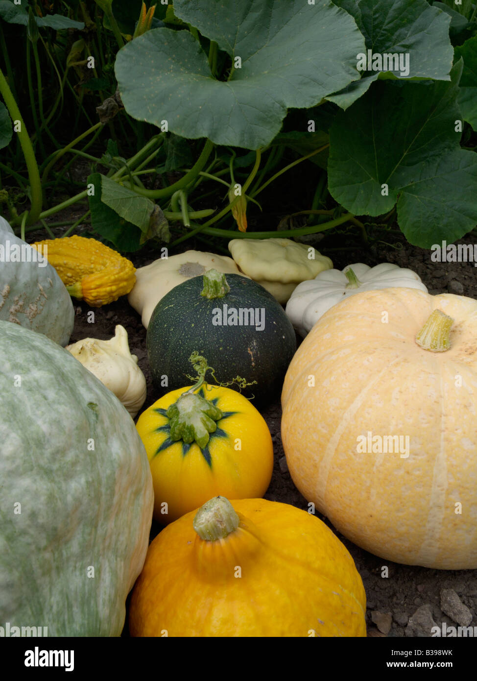 Squashes (Cucurbita) Stock Photo