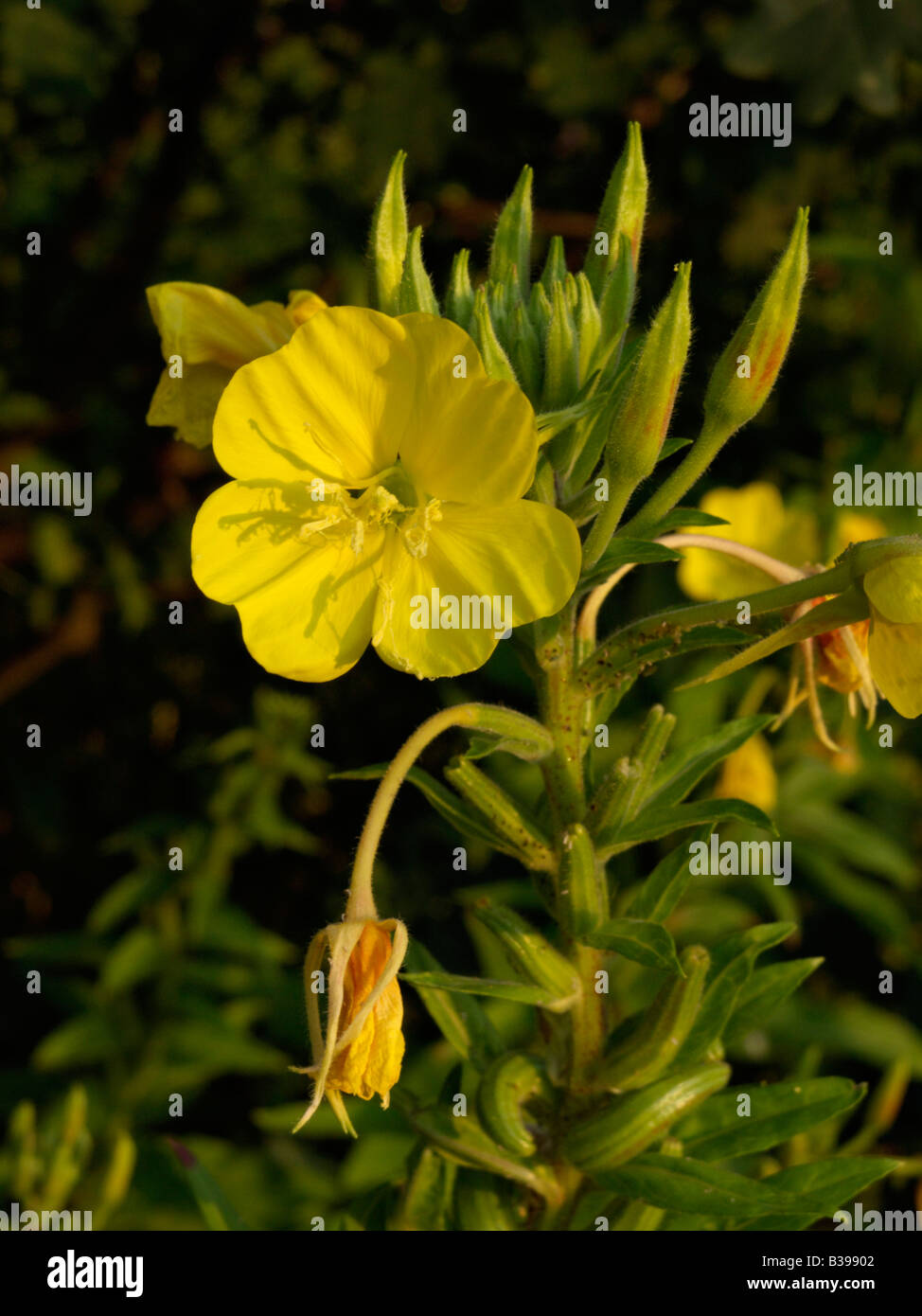 Common evening primrose (Oenothera biennis) Stock Photo