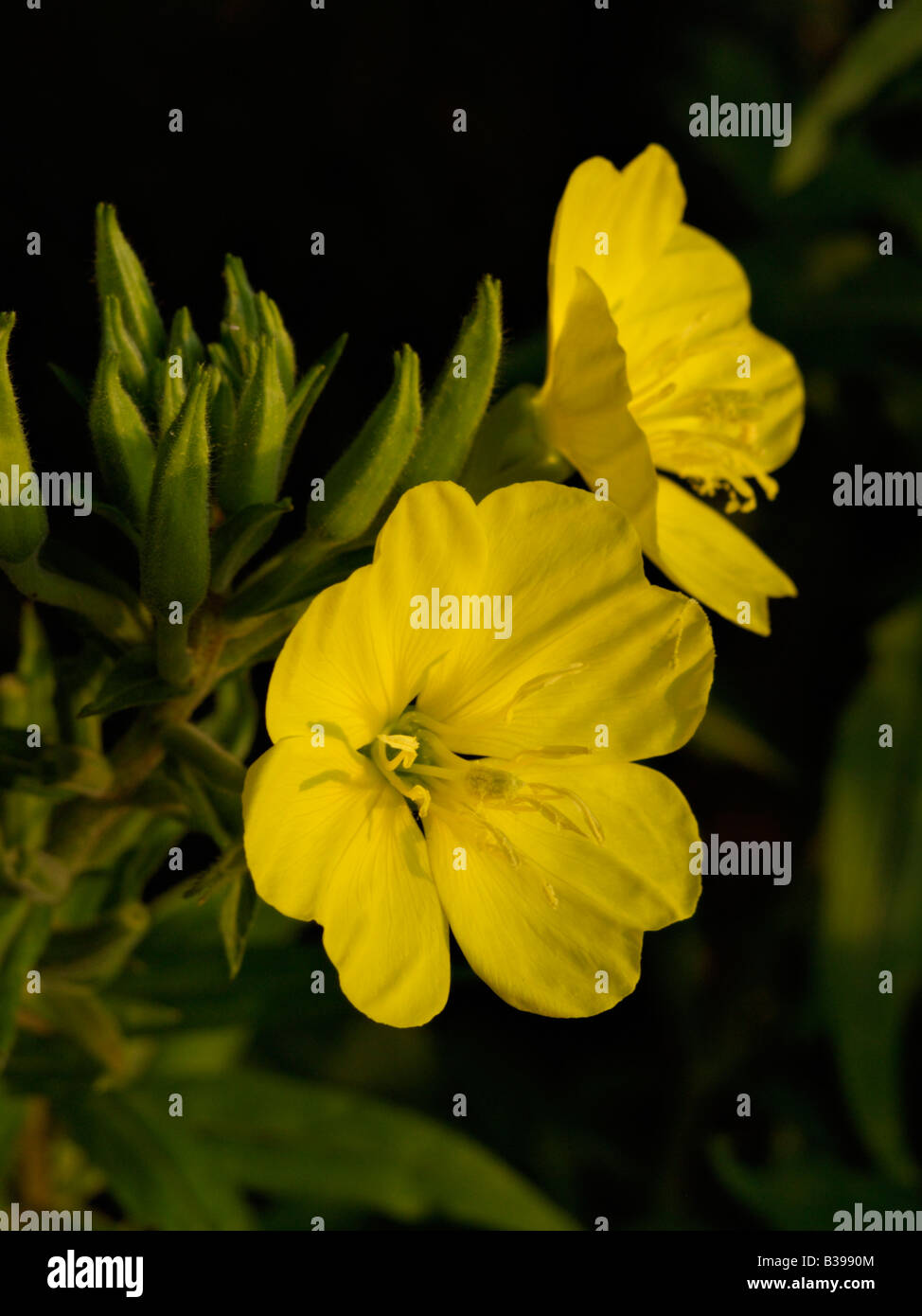 Common evening primrose (Oenothera biennis) Stock Photo