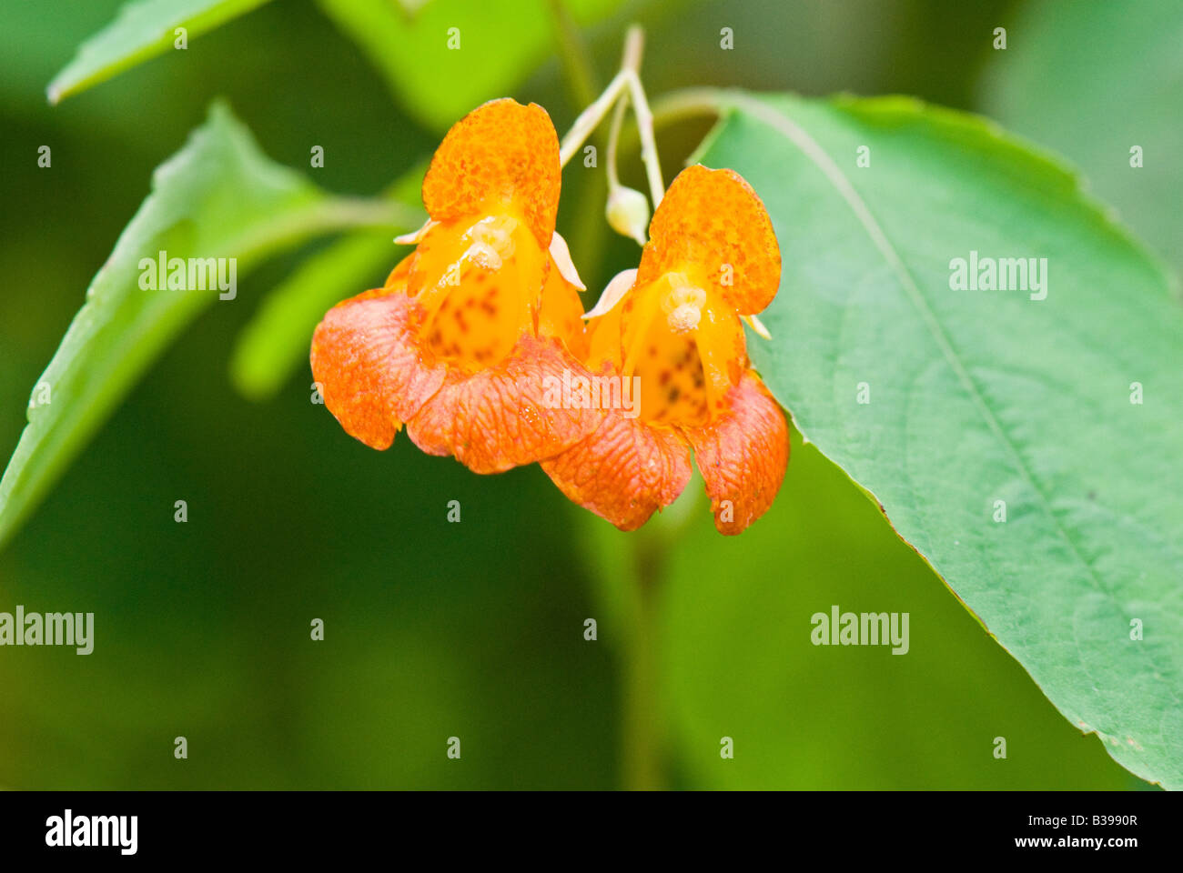 Spotted TouchMeNot (Impatiens capensis), Backbone Mountain, Garrett County, Maryland Stock
