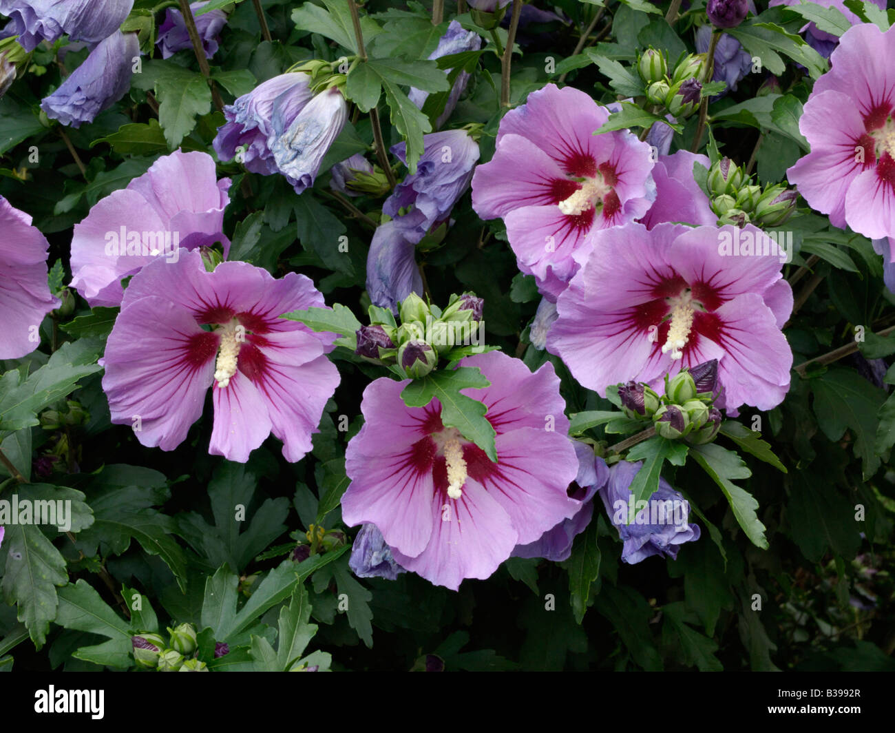 Common hibiscus (Hibiscus syriacus) Stock Photo