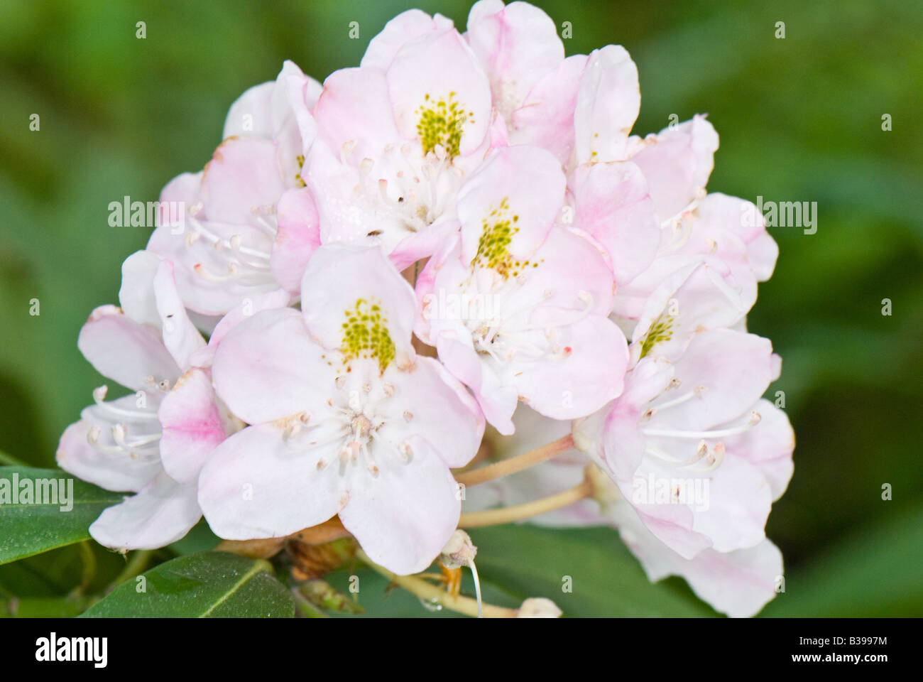 Great rhododendron maximum flowers hi-res stock photography and images -  Alamy
